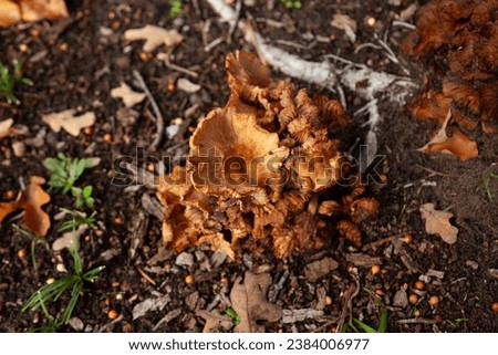 Top down closeup view of Podoscypha petalodes wood-rotting fungus or wine glass fungus or ruffled paper fungus showing root rot disease on decaying wood at the base of the tree on a Fall day. 