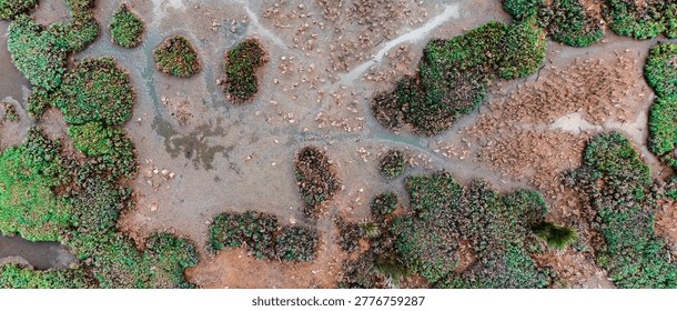 Top down drone image emphasizing the striking contrast between rich dark earth and bright green plant life flourishing in a diverse coastal marsh environment.