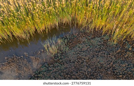 Top down drone image showcasing a gracefully curving shoreline where highly textured brown muddy terrain abruptly meets thick vibrant golden marsh vegetation.