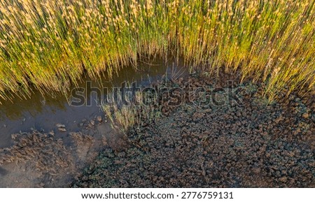 Top down drone image showcasing a gracefully curving shoreline where highly textured brown muddy terrain abruptly meets thick vibrant golden marsh vegetation.