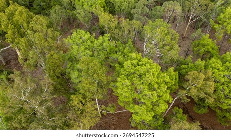 Top down drone perspective flying over a mixed forest showing different shades of green trees and the natural forest floor