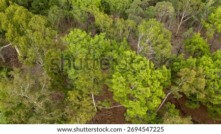 Top down drone perspective flying over a mixed forest showing different shades of green trees and the natural forest floor