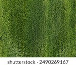 Top down drone view of beautiful corn field plantation