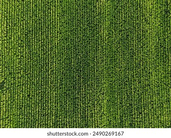 Top down drone view of beautiful corn field plantation - Powered by Shutterstock