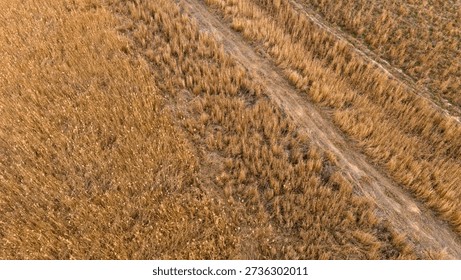 Top down drone view of a dusty track through a dense golden brown reed bed in a marshland showing the texture and pattern of the natural vegetation area