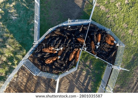 Top down drone view of a herd of Angus and Hereford cattle gathered in steel stockyards in spring
