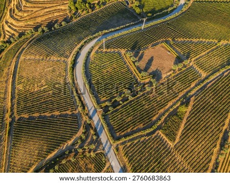 Top down drone view of terraced vineyards and a winding rural road in Douro Valley, Portugal, with geometric patterns and warm sunlight.