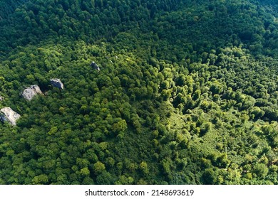 Top down flat aerial view of dark lush forest with green trees canopies in summer.