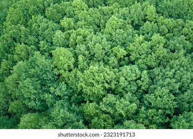 Top down flat aerial view of dark lush forest with green trees canopies in summer - Shutterstock ID 2323191713