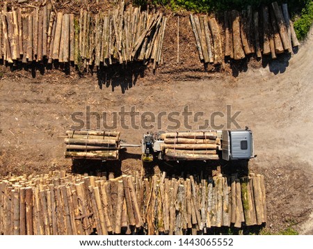 TOP DOWN: Flying above a loaded grey truck parked by large stacks of pine logs. Cargo lorry carrying logs and towing a trailer is left standing next to other logs freshly chopped down in nearby forest