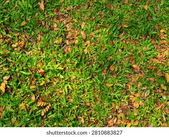 Top down, full frame shot of vibrant green grass scattered with fallen dry brown autumn leaves. Perfect natural background texture for autumn transition, garden maintenance, environment, and eco friendly concepts.
