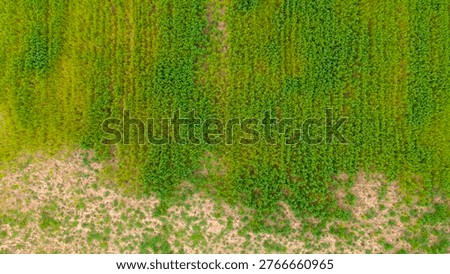 Top down horizontal landscape view splitting the frame between thriving green agricultural plants on top and dry textured brown earth along the bottom border