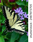 Top down macro photo of an Easter Tiger Swallowtail butterfly collecting pollen from a flower.