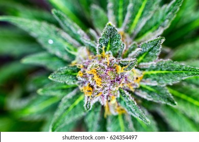 Top down macro photograph of purple a untrimmed medical marijuana flower showing trichomes and orange hairs and leaves.