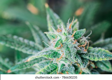Macro Marijuana Flower Images Stock Photos Vectors Shutterstock
