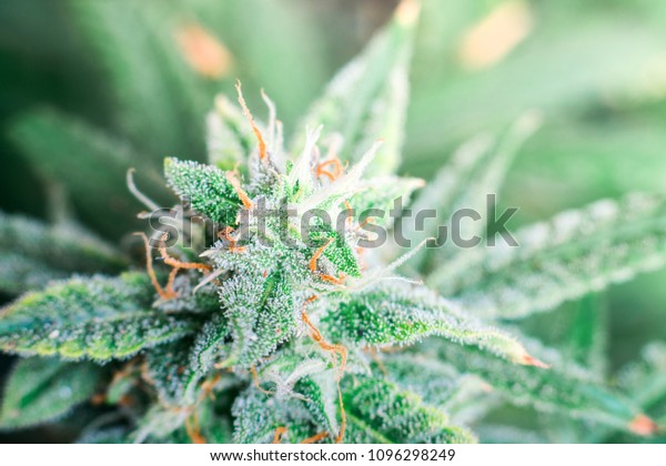 Top Down Macro Photograph Purple Untrimmed Stock Photo Edit Now