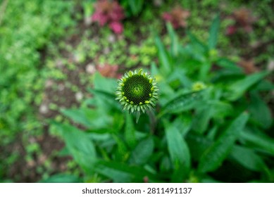 top down macro shot of an emerging flower bud, a Coneflower Echinacea purpurea, during its early, immature stage of growth.The flower head serves as the central focal point, displaying a intricate spiral pattern Fibonacci sequence composed of tightly packed, miniature green and yellow florets. Surrounding the center are spiky, outermost green bracts just beginning to open.The background is heavily blurred using a shallow depth of field, isolating the sharp details of the bud. The background contains rich green foliage and a few patches of damp, dark soil with subtle hints of reddish-purple plants further in the distance.
