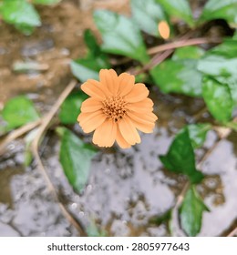 Top down macro shot of a single yellow wedelia flower blooming over a wet muddy ground