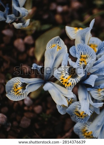 Top down macro view of blooming Iris reticulata Katharine Hodgkin dwarf iris flowers.