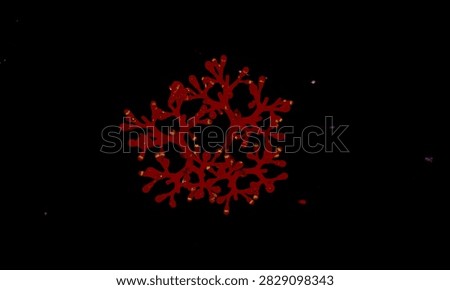 A top down macro view of the branching red coral-like flower head of a Jatropha multifida plant isolated against a pitch black background. Featuring striking red inflorescence, minute yellow tips, minimal composition, dramatic lighting, and botanical macro photography.