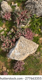 Top down macro view of wild pink succulent plants and fleshy stems spreading between rough pale limestone rocks, natural coastal habitat texture
