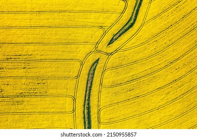 Top Down over Rapeseed fields from a drone, Devon, England
