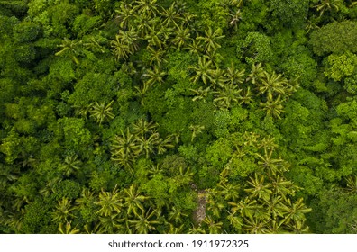 Top Down Overhead Aerial Birds Eye View Of Tropical Rainforest Palm Tree Canopies In The Lush Green Jungle