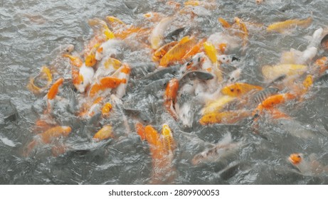 Top Down Overhead Close Up Crowded Koi Carp Swarm Tropical Park Murky Pond Water Surface