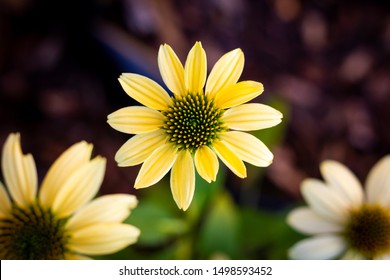 A top down portrait of a mellow yellow flower or scientifically known as the echinacea purpurea.mul - Shutterstock ID 1498593452