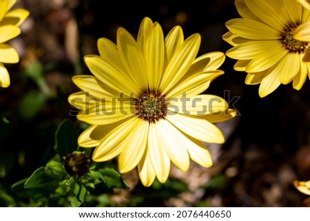 A top down portrait of a yellow spannish daisy or osteospermum flower getting hit by a ray of light while standing in between others of its kind.