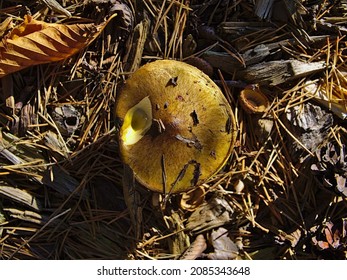 Top Down Shot Of A Slippery Jack Mushroom (Suillus Luteus) Under A Pine Tree At The Edge Of Dow's Lake, Ottawa, Ontario, Canada.