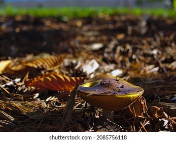 Top Down Shot Of A Slippery Jack Mushroom (Suillus Luteus (L.) Roussel) Under A Pine Tree At The Edge Of Dow's Lake, Ottawa, Ontario, Canada.