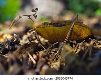 Top Down Shot Of A Slippery Jack Mushroom (Suillus Luteus) Under A Pine Tree At The Edge Of Dow's Lake, Ottawa, Ontario, Canada.