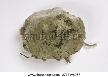 A top down studio shot of a severely decayed and decomposed lemon fruit entirely coated with thick furry green and white fungus on a white background.