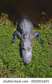 3,666 Gator Scales Images, Stock Photos & Vectors | Shutterstock