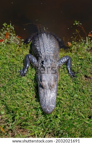 Top down view of an alligator. Gator is laying on the grass with its rear in the water.