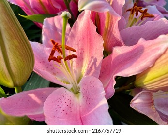 The top down view of a blooming lily plant. The bud is starting to open and the pale pink petals are forming a beautiful flower. There is pollen on the inside. - Shutterstock ID 2167757719