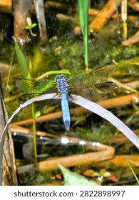 Top down view of a blue dragonfly