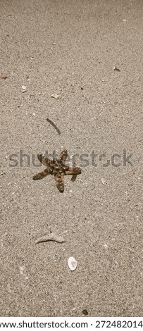 Top down view of a brown knobby starfish (sea star) lying on the coarse sand of a tropical beach. Natural sunlight with small shells and coral debris scattered on the sand.