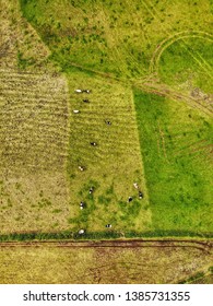 Top down view of cows in a field from above