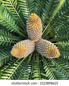 Top Down View Of Cycad Plant