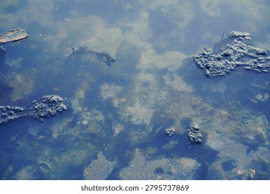 Top down view of dark floating algae mats and organic matter on a shallow water surface. This detailed environmental and nature texture photography captures clear stagnant water revealing sandy riverbeds, loose pebbles, and aquatic plant decay underneath, making it ideal for biology textbooks, water pollution articles, ecological blogs, and abstract natural backdrops.