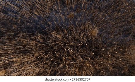 Top down view of a dense patch of golden reeds in a marshland area showing the fine textures of the seed heads and stalks from a high altitude perspective in winter sunlight