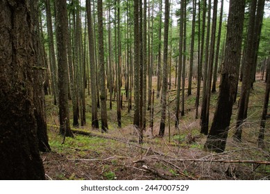 Top down view of dense pine woodland on a slope, the forest floor is covered in moss and ferns. 