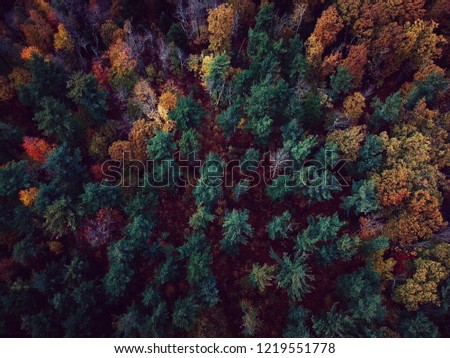 Top Down view of Fall Foliage in Southern New Hampshire