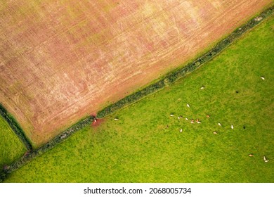 Top Down view of Fields and Cows from a drone, Torbay, Devon, England, Europe - Powered by Shutterstock - Get 15% off with code: PIKWIZARD15
