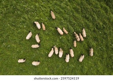 Top Down View to the Flock of Sheep in the Field