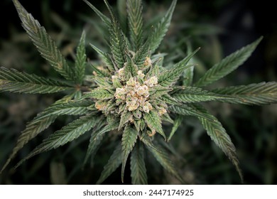 Top down view of a flowering cannabis plant	
