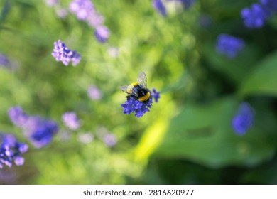 Top down view of a fluffy bumblebee sitting on a purple lavender flower among green plants in a soft focus summer field.
