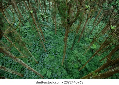 Top down view of the forest